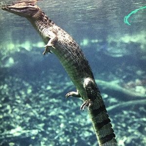 Meet your Posher, Dane